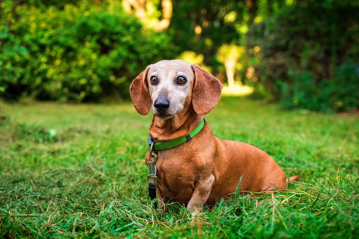 Dachshund idoso com focinho grisalho deitado na grama verde de um parque, olhar sereno e expressivo