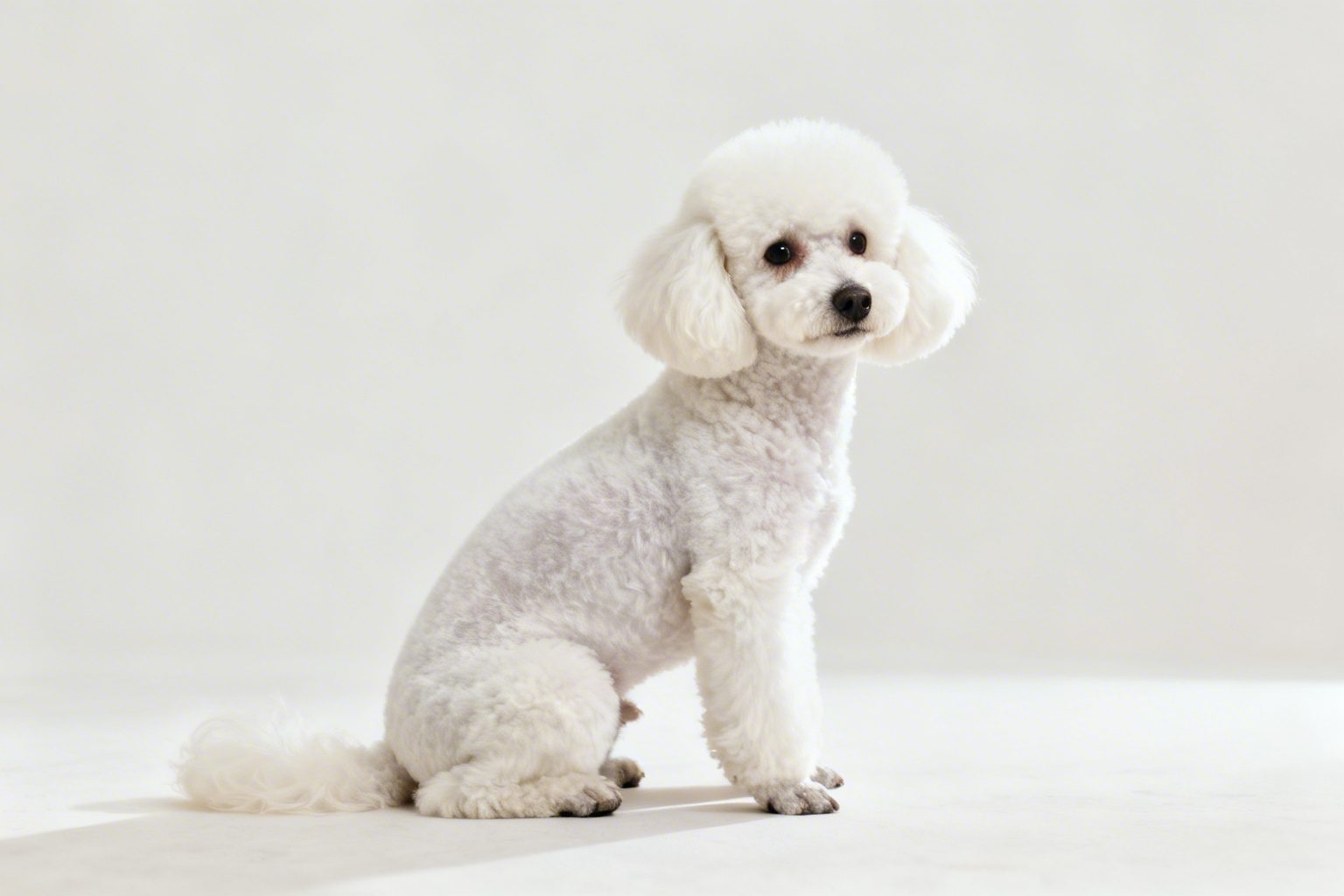 Poodle branco com pelagem bem cuidada em ambiente externo